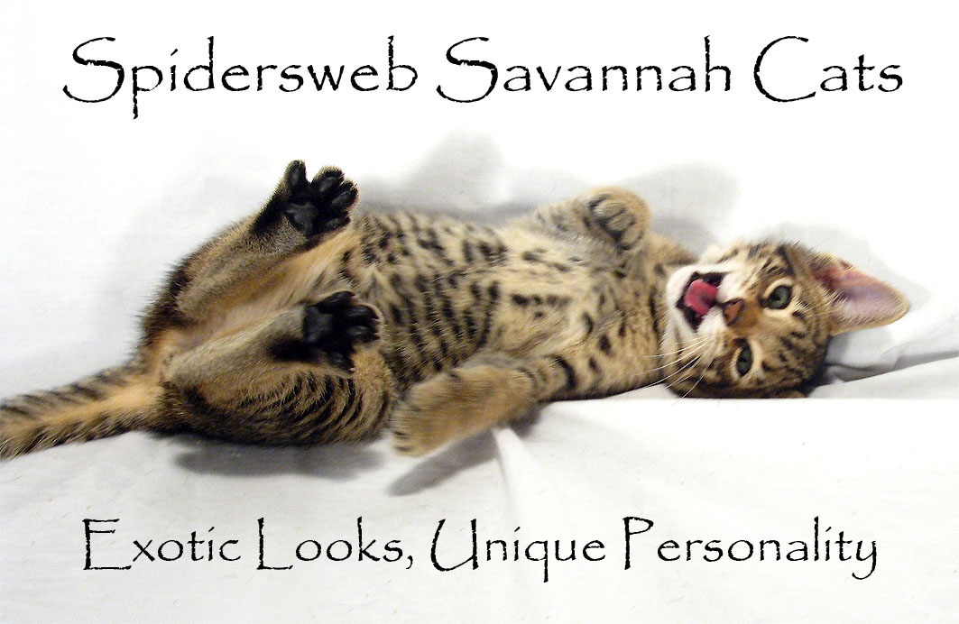Savannah Cat
